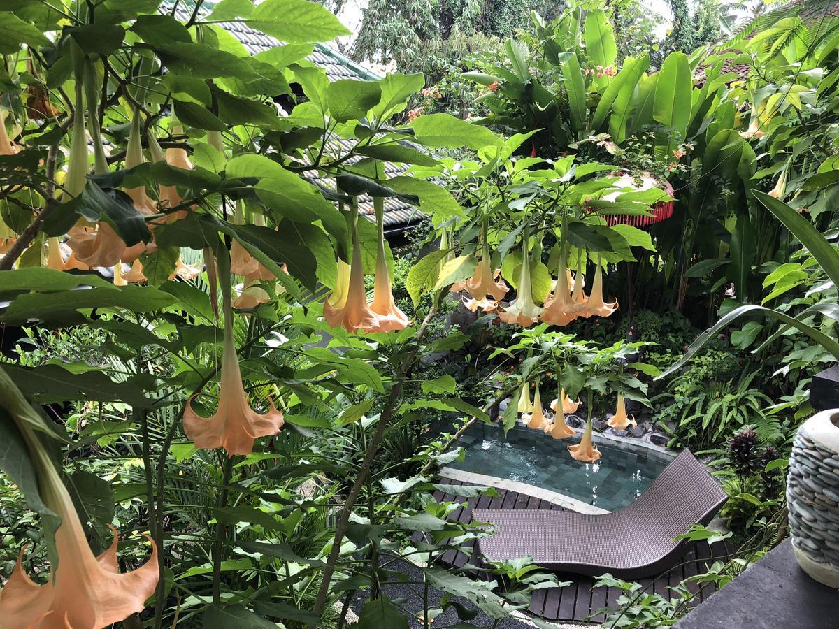 Hotel White Lotus Oasis à Ubud Extérieur photo